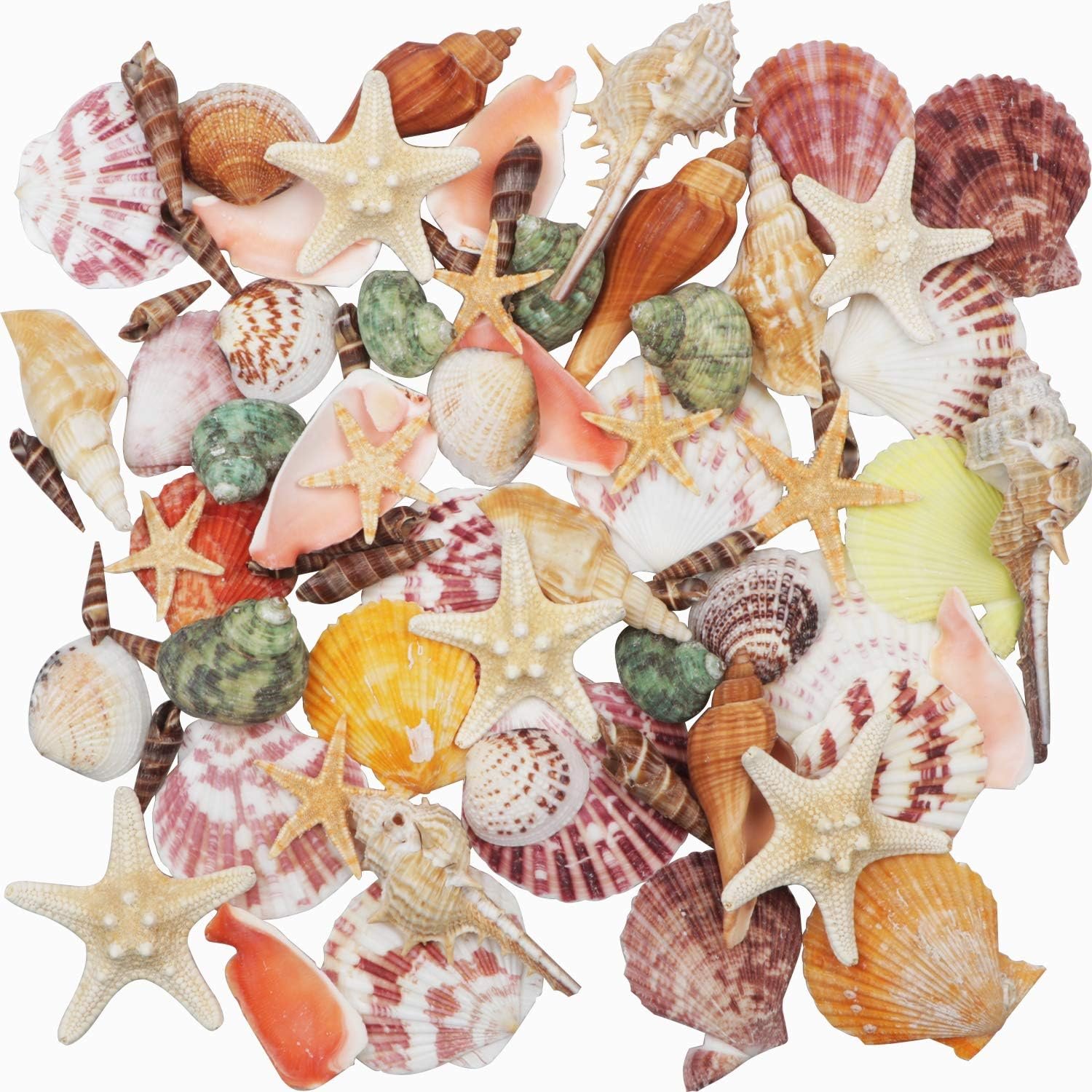 Natural Sea Shells Mixed Beach Seashells 9 Kinds 1.2″-3.5″ 2 Kinds Starfish | Decorative Seashells for Bowls, Beach Themed Wedding Party, DIY Arts Crafts Project, Aquarium Fish Tank and Vase Filler