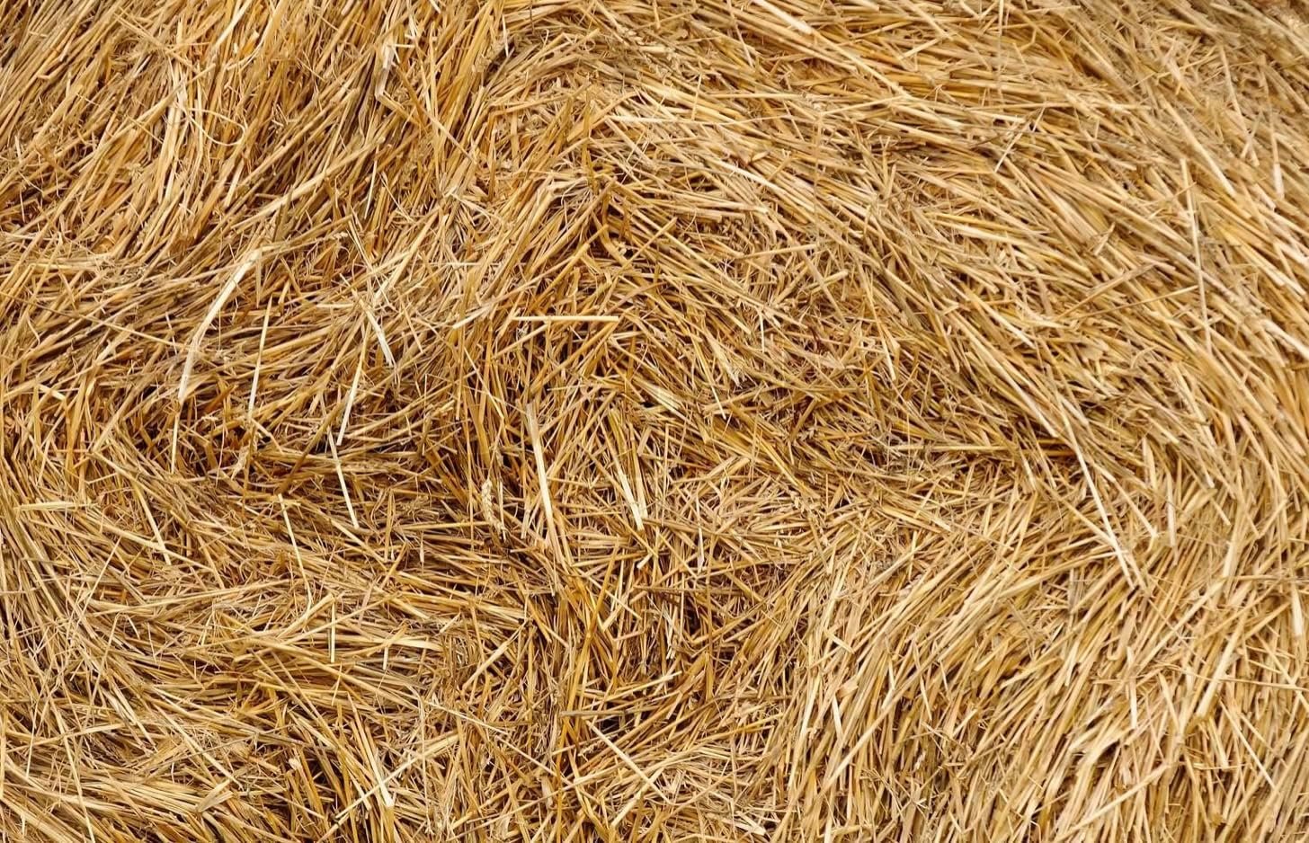 Organic Wheat Straw- 100% Natural Wheat Straw Ideal for Gardening, Decor, Animal Bedding and Eco-Friendly Projects 4 Pounds
