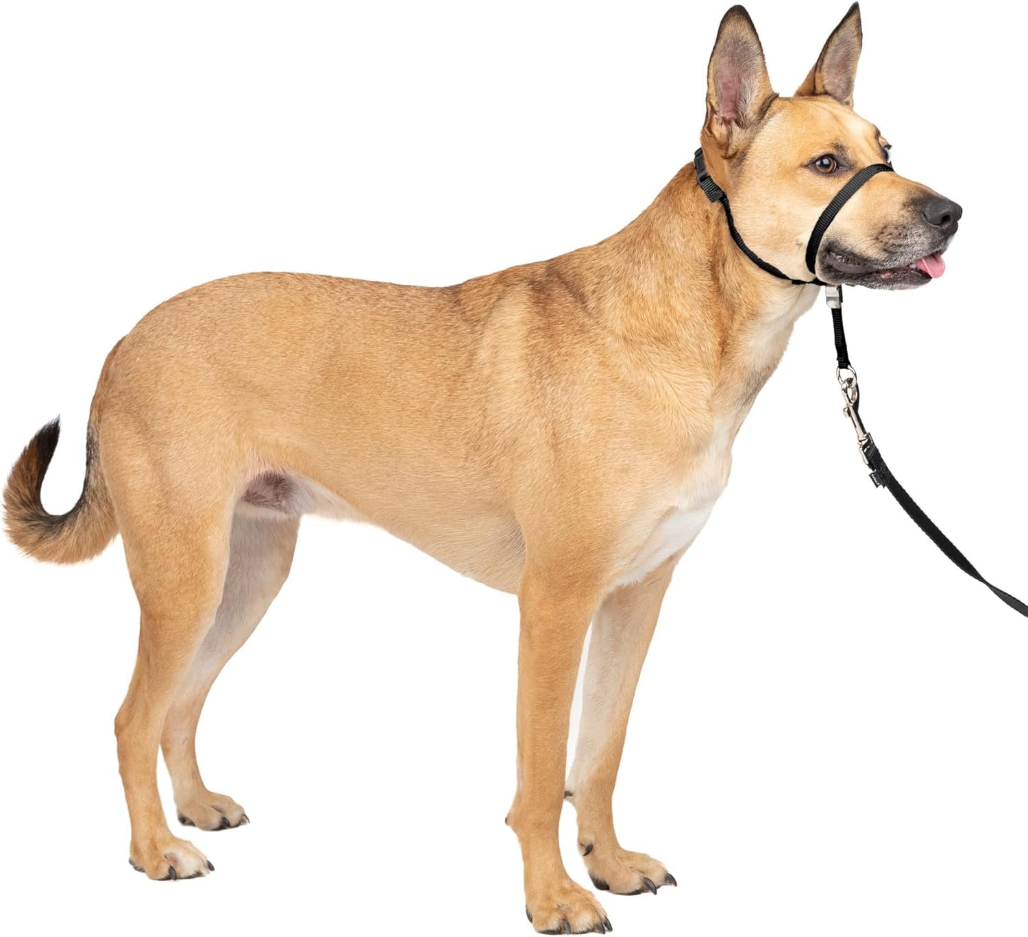 PetSafe Gentle Leader No-Pull Dog Headcollar – Medium, Black | Vet-Designed No-Pull Headcollar Redirects Pulling Instinct, Padded Neoprene Nose Loop, Quick-Snap Fit.